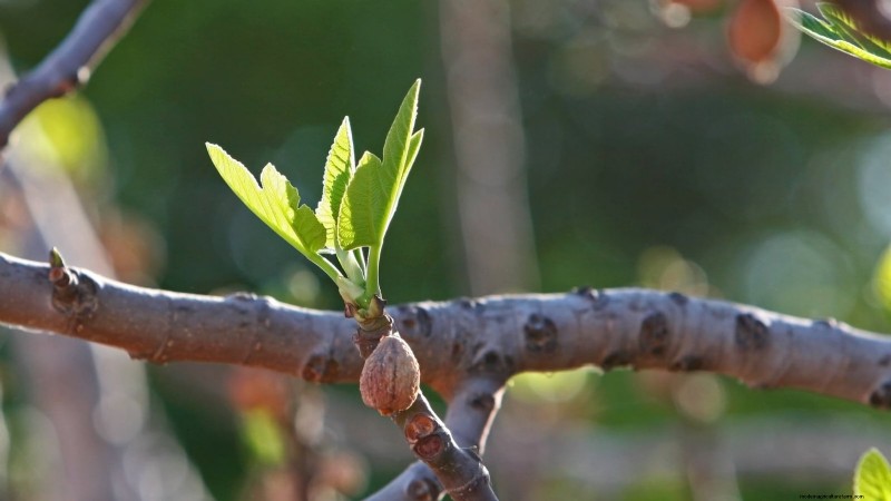 Fig Tree Pruning Guide: Maximize Your Harvest & Fruit Production