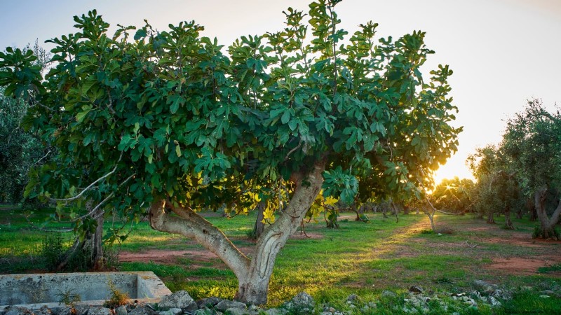 Fig Tree Pruning Guide: Maximize Your Harvest & Fruit Production