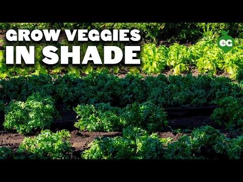 Sun & Shade Friendly Vegetables: Grow More in Your Garden