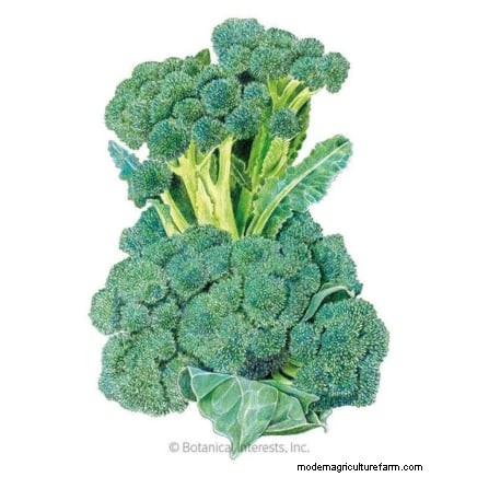 Sun & Shade Friendly Vegetables: Grow More in Your Garden