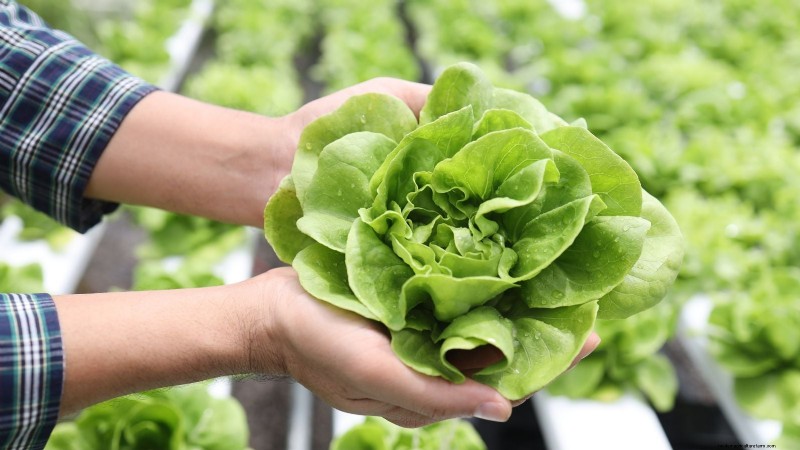 Sun & Shade Friendly Vegetables: Grow More in Your Garden