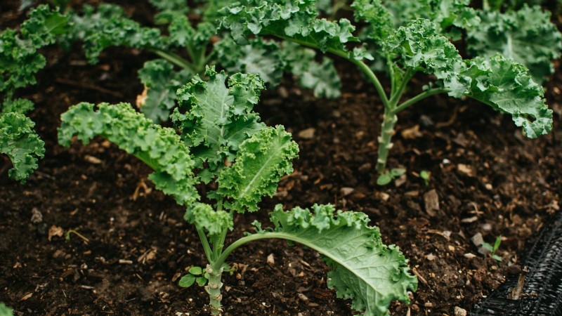 Sun & Shade Friendly Vegetables: Grow More in Your Garden