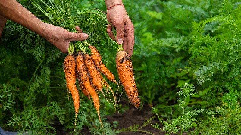 Sun & Shade Friendly Vegetables: Grow More in Your Garden