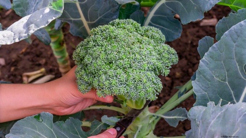Sun & Shade Friendly Vegetables: Grow More in Your Garden