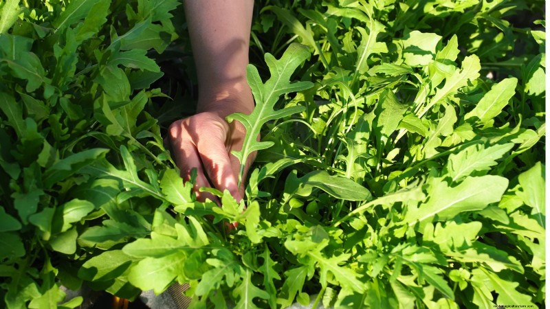 Sun & Shade Friendly Vegetables: Grow More in Your Garden