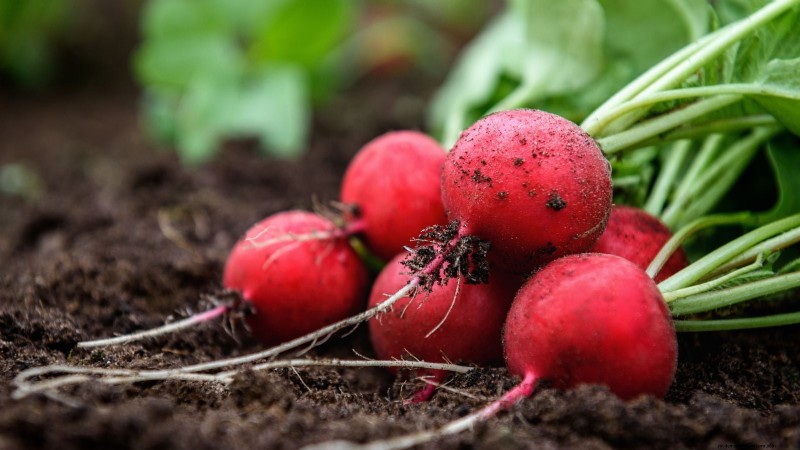 Sun & Shade Friendly Vegetables: Grow More in Your Garden
