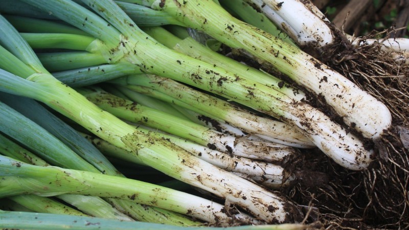 Sun & Shade Friendly Vegetables: Grow More in Your Garden