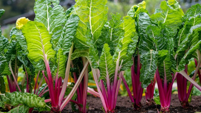 Sun & Shade Friendly Vegetables: Grow More in Your Garden