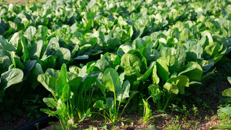 Sun & Shade Friendly Vegetables: Grow More in Your Garden