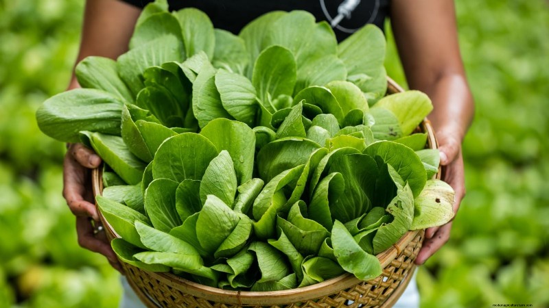 Sun & Shade Friendly Vegetables: Grow More in Your Garden