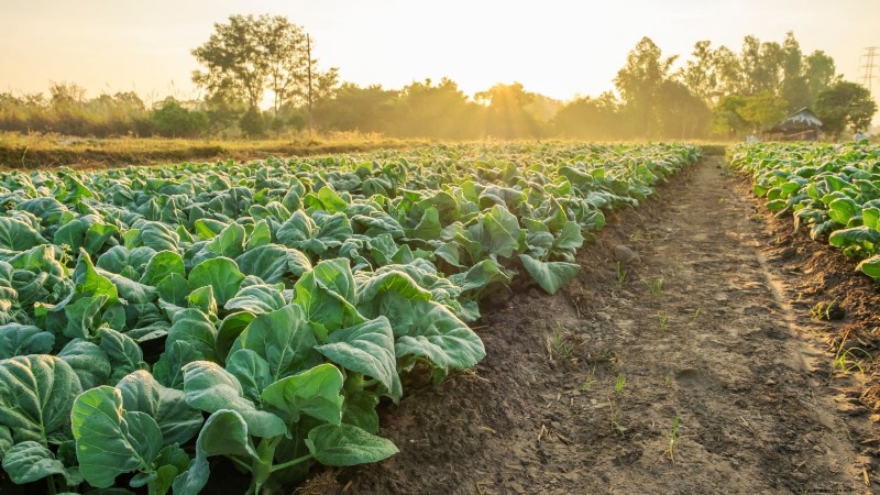 Sun & Shade Friendly Vegetables: Grow More in Your Garden