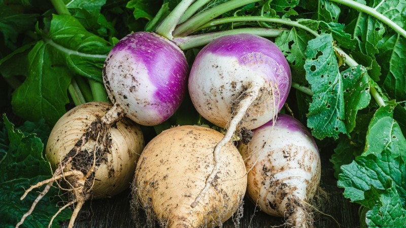 Sun & Shade Friendly Vegetables: Grow More in Your Garden