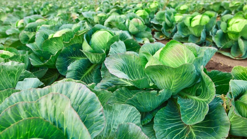Sun & Shade Friendly Vegetables: Grow More in Your Garden