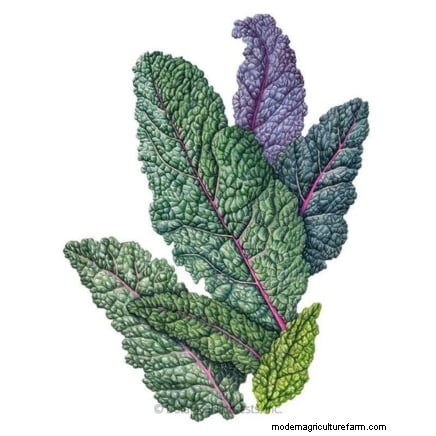 Best Vegetables to Plant in September: A Planting Guide
