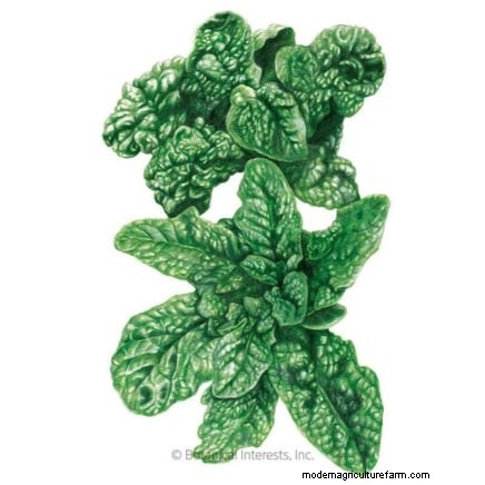 Best Vegetables to Plant in September: A Planting Guide