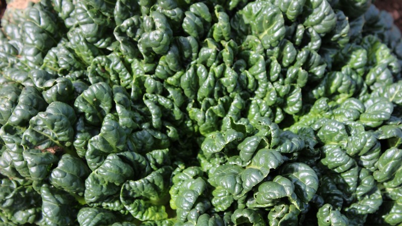 Best Vegetables to Plant in September: A Planting Guide