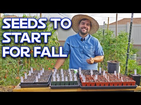 Best Vegetables to Plant in September: A Planting Guide