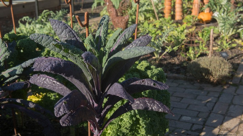 Best Vegetables to Plant in September: A Planting Guide