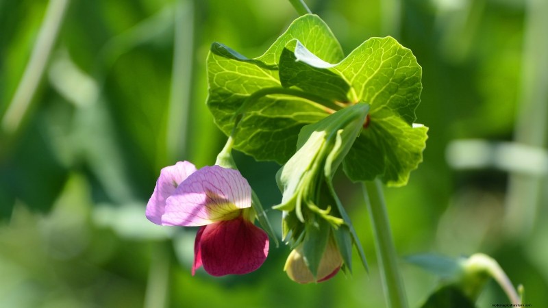 Best Vegetables to Plant in September: A Planting Guide