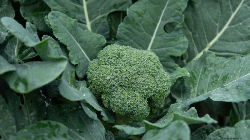 Best Vegetables to Plant in September: A Planting Guide