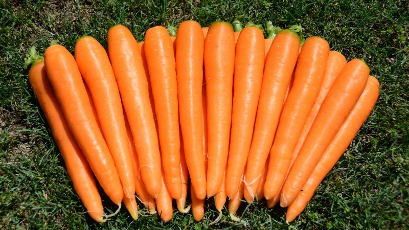 Best Vegetables to Plant in September: A Planting Guide