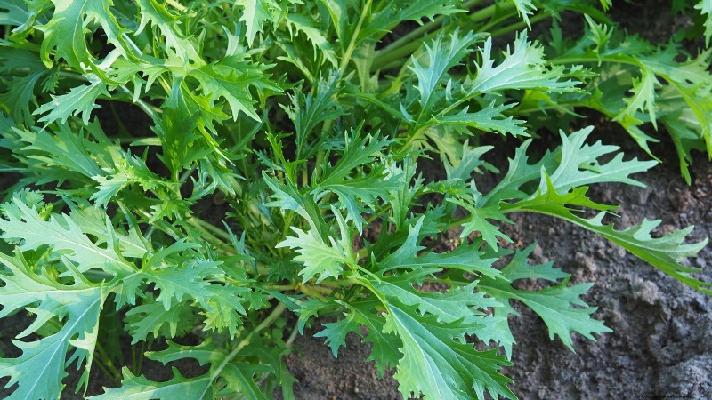Best Vegetables to Plant in September: A Planting Guide