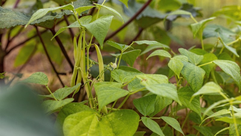 Best Vegetables to Plant in September: A Planting Guide