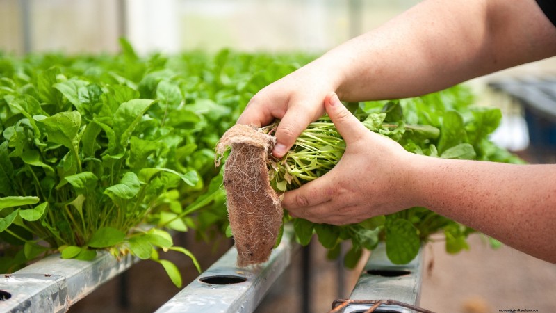 Best Vegetables to Plant in September: A Planting Guide