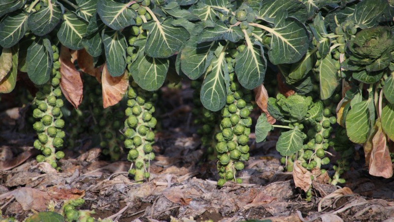 Best Vegetables to Plant in September: A Planting Guide