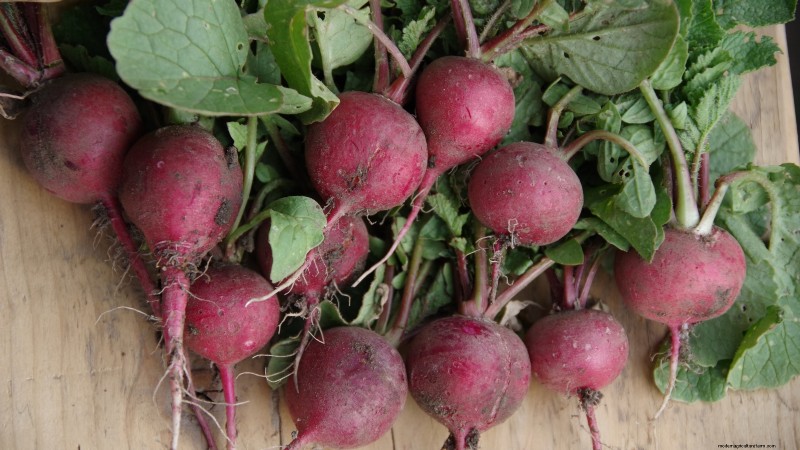 Best Vegetables to Plant in September: A Planting Guide