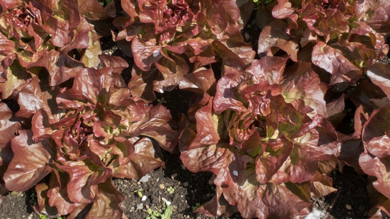 Best Vegetables to Plant in September: A Planting Guide