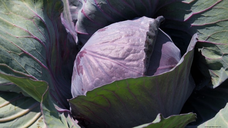 Best Vegetables to Plant in September: A Planting Guide