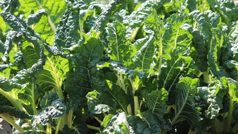 Best Vegetables to Plant in September: A Planting Guide