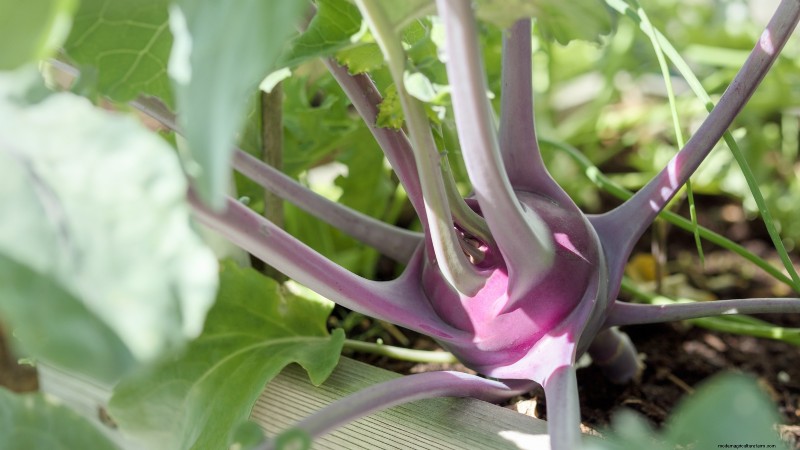 Best Vegetables to Plant in September: A Planting Guide