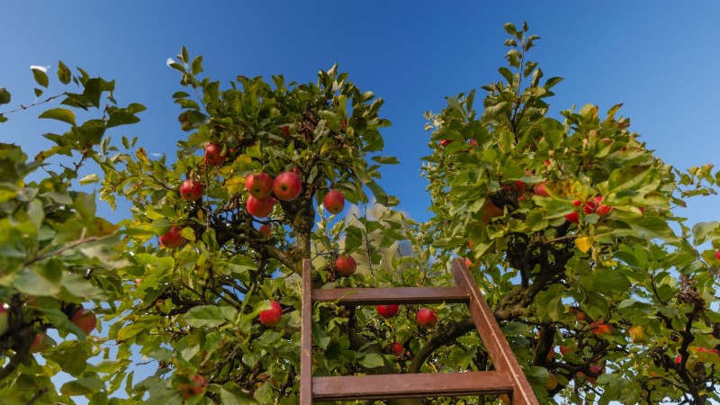 Top 15 Sweetest Apple Varieties for a Delicious Harvest