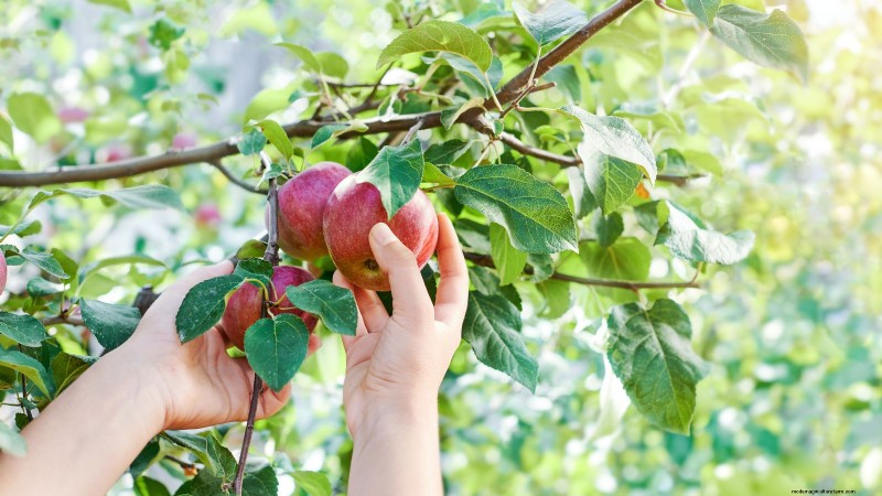 Top 15 Sweetest Apple Varieties for a Delicious Harvest