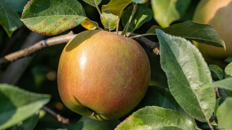 Top 15 Sweetest Apple Varieties for a Delicious Harvest
