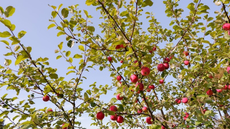 Top 15 Sweetest Apple Varieties for a Delicious Harvest