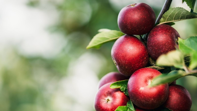 Top 15 Sweetest Apple Varieties for a Delicious Harvest