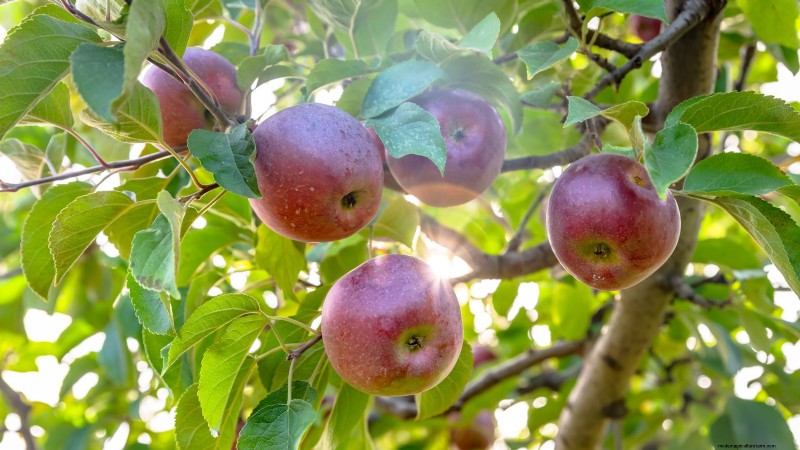 Top 15 Sweetest Apple Varieties for a Delicious Harvest