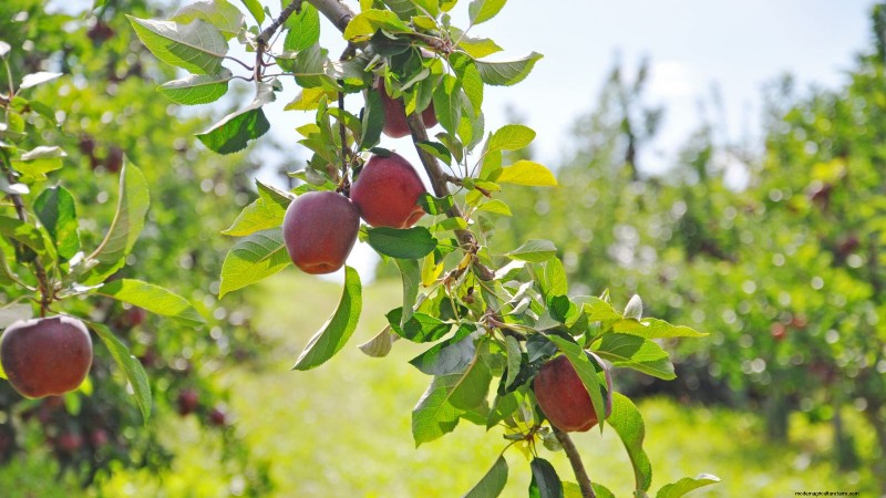 Top 15 Sweetest Apple Varieties for a Delicious Harvest