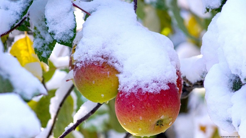 Top 15 Sweetest Apple Varieties for a Delicious Harvest