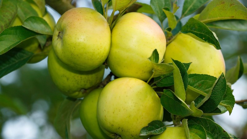 Top 15 Sweetest Apple Varieties for a Delicious Harvest