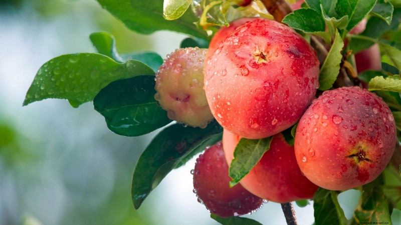 Top 15 Sweetest Apple Varieties for a Delicious Harvest