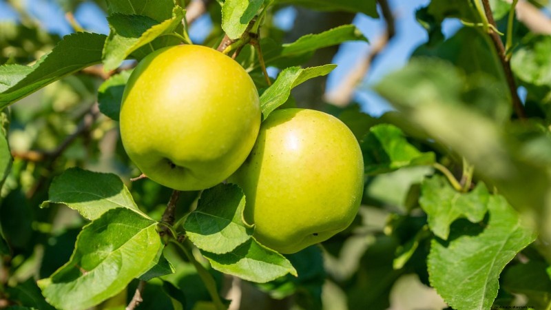 Top 15 Sweetest Apple Varieties for a Delicious Harvest