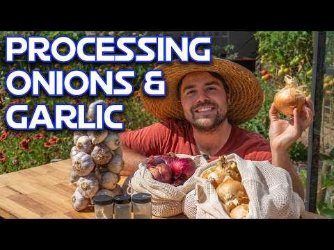 Expert Guide: Harvesting, Curing & Storing Onions and Garlic