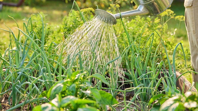 Expert Guide: Harvesting, Curing & Storing Onions and Garlic