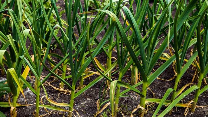 Expert Guide: Harvesting, Curing & Storing Onions and Garlic