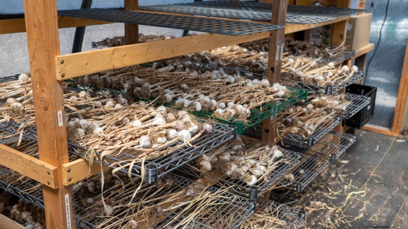 Expert Guide: Harvesting, Curing & Storing Onions and Garlic