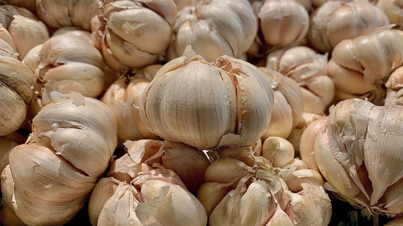 Expert Guide: Harvesting, Curing & Storing Onions and Garlic